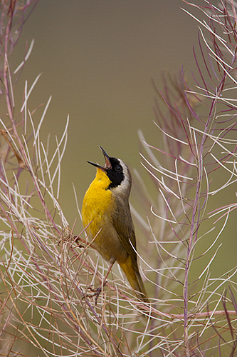 Common Yellowthroat, photo: Richard Mittleman