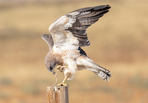 Swainson's Hawk,  photo: Roxanne Stone