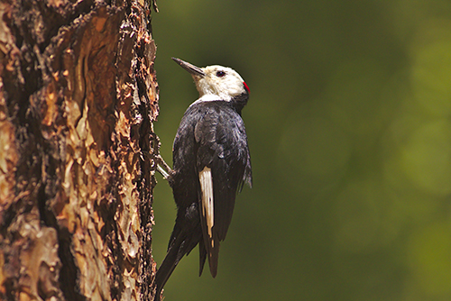 White headed Woodpecker, photo: Bree Lang White headed Woodpecker, photo: Bree Lang