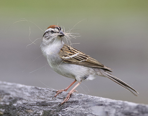Chipping Sparrow, photo: Liz Jaffin