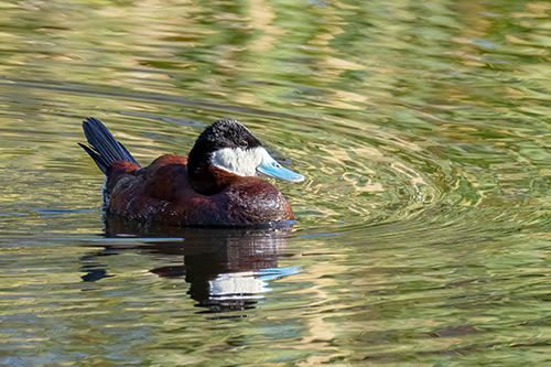 Ruddy Duck, Sweetwater Wetlands, Tucson, Arizona