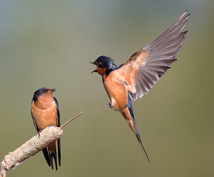 Barn Swallow, photo: Tim Kuhn