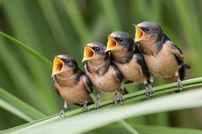 Barn Swallow, juveniles, Ontario photo: Xianwei Zeng