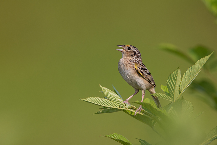 Grasshopper Sparrow photo: Gary Robinette