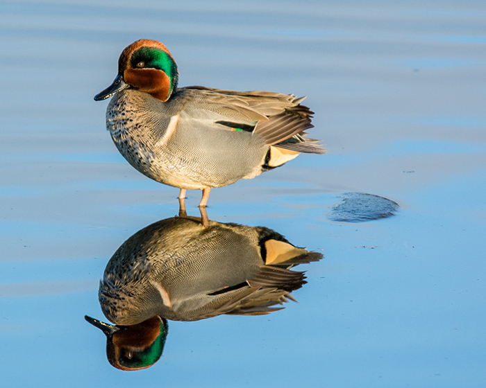 Green-winged Teal, photo: Gerald Lisi