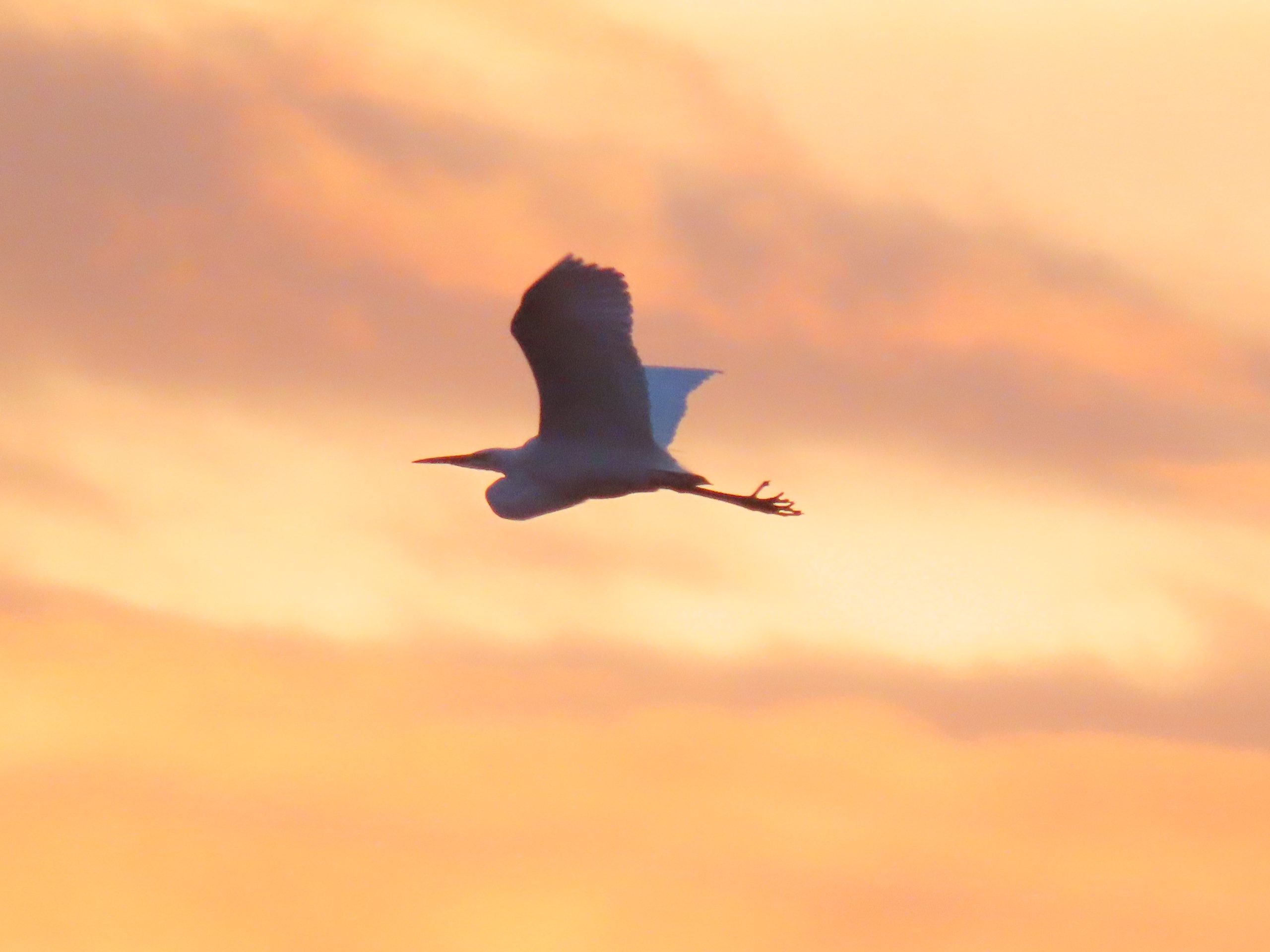 Great Egret on Christmas Bird Count