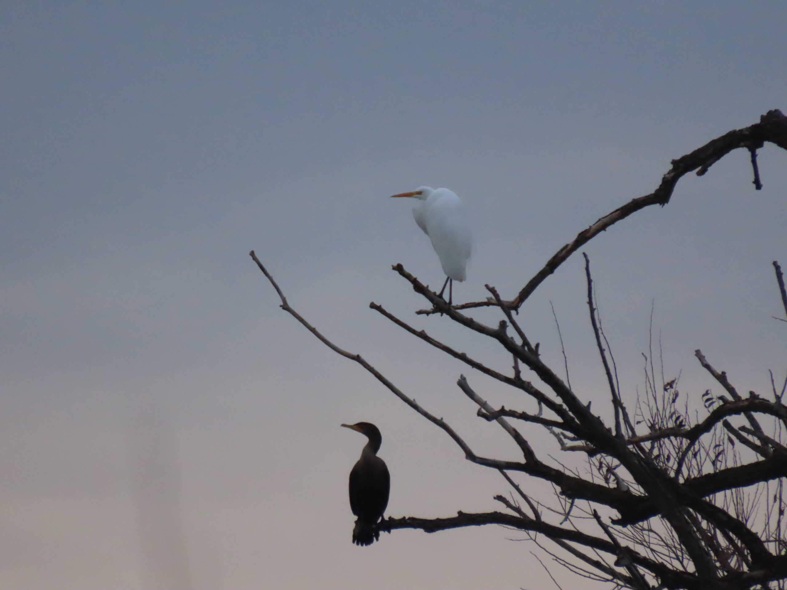 Great Egret, Double-crested Cormorant, Christmas Bird Count