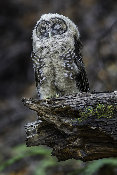 Northern Spotted Owl: photo, Elyse Omernick