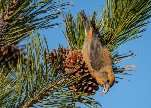 Red Crossbill, photo: Nadia Haq