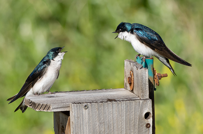 Tree Swallow, photo: Kevin Rutherford