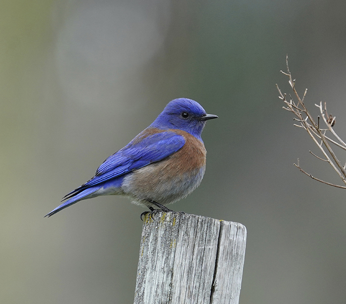 Western Bluebird, photo: Stephanie Black.jpeg