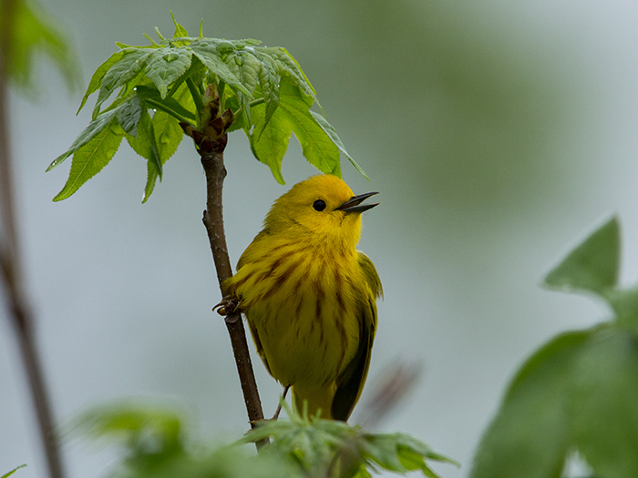 Yellow Warbler, Photo, Gary Robinette