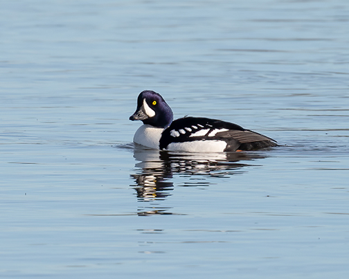 Green-winged Teal, photo: Gerald Lisi