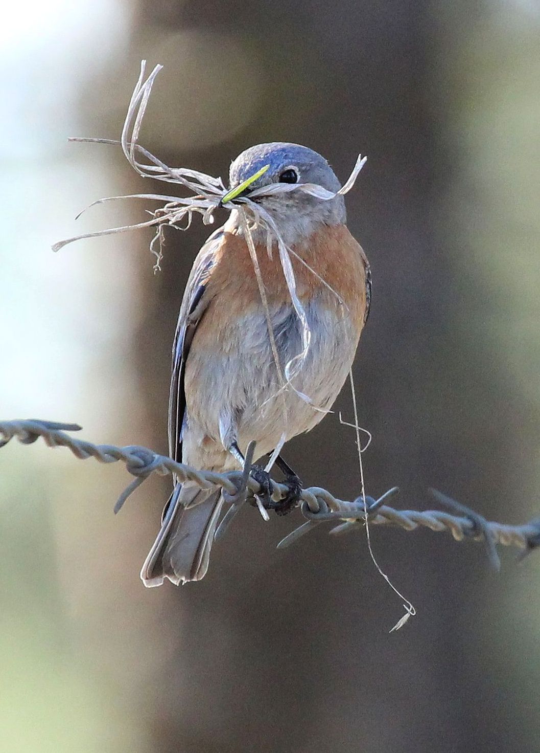 Western Bluebird, photo: Stephanie Black.jpeg