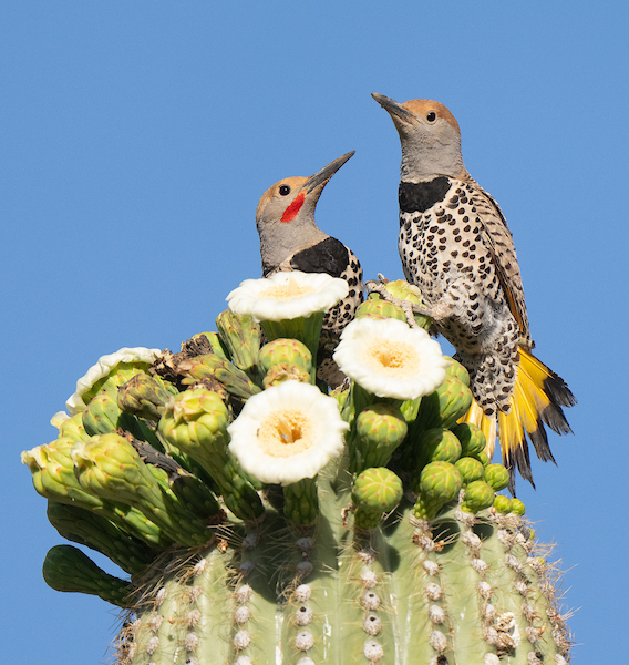 Northern Yellow-shafted Flicker (1724)