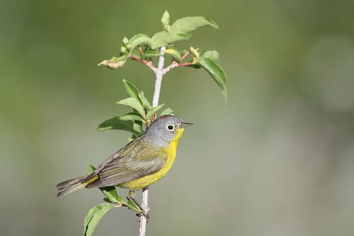 Nashville Warbler-male-Ellen Stepniewski