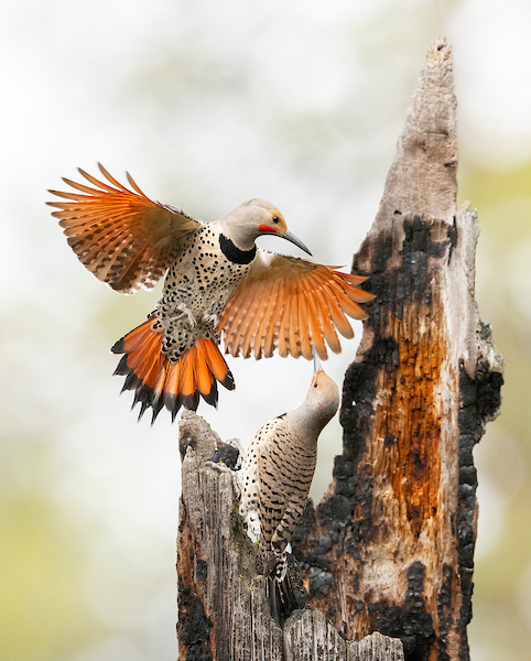 Northern Red-shafted Flicker (5938)
