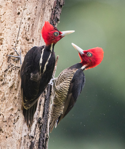 Pale-billed Wodpeckers (4365)
