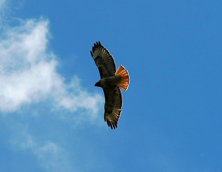 Red-tailed Hawk-adult overhead-George Vlahakis