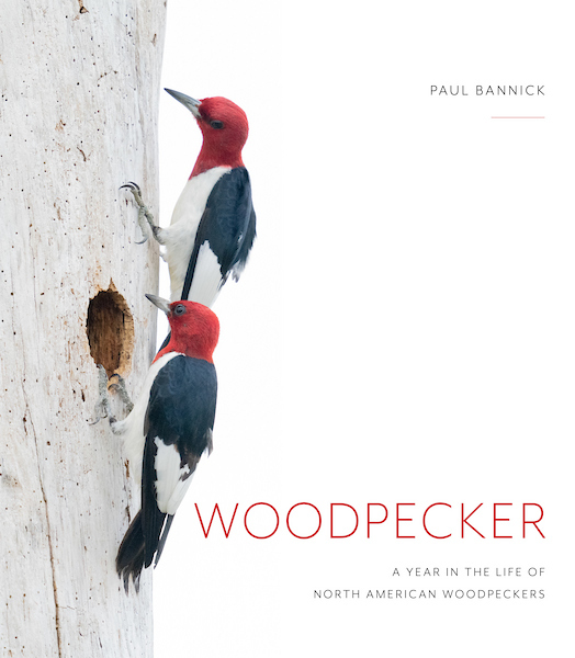 Woodpecker_FINAL cover (1) copy