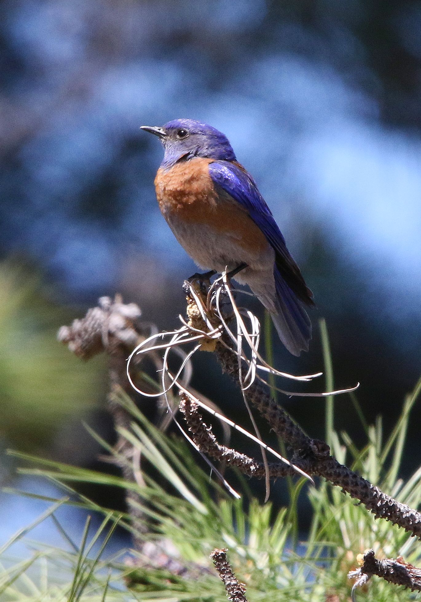 Cleman male bb 2 Western Bluebird, photo: Stephanie Black.jpeg