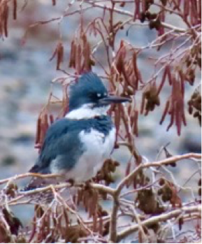 Great Egret on Christmas Bird Count
