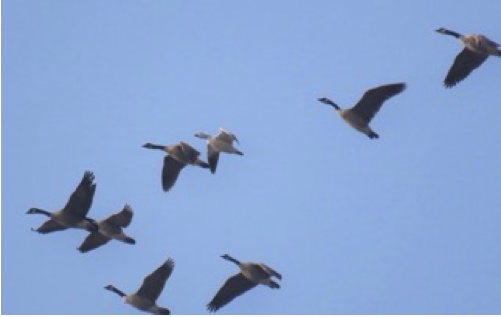 Great Egret, Double-crested Cormorant, Christmas Bird Count