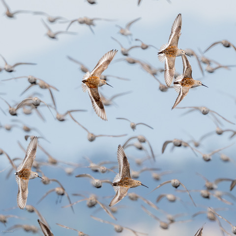Barn Swallow, juveniles, Ontario photo: Xianwei Zeng